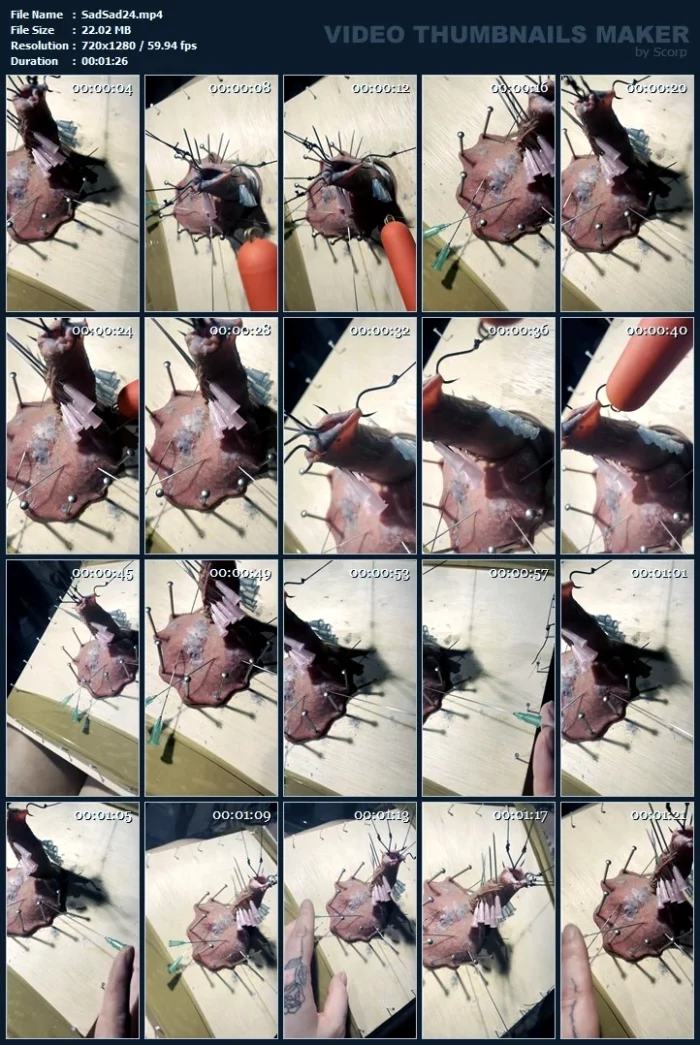 Fishhooks - SADIC SADIE - MP4