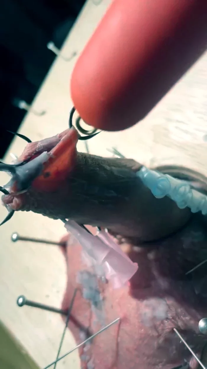 Fishhooks - SADIC SADIE - MP4
